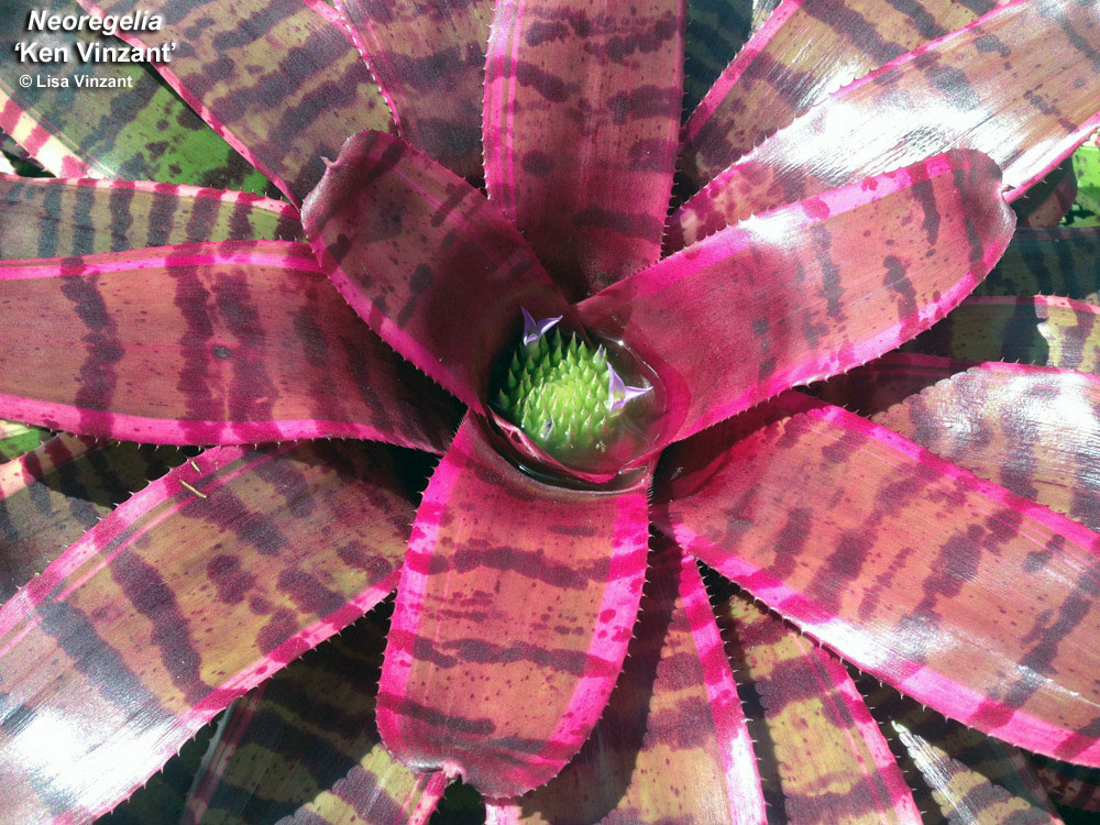 Neoregelia 'Ken Vinzant' - Forever Tropicals