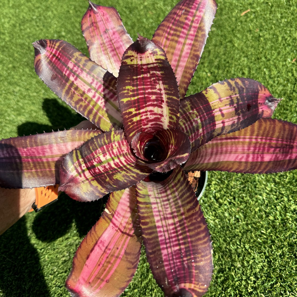 ブロメリア・エアープランツ Neoregelia Sun Fine Tiger Neoregelia Delirious Tiger【artPLANTs】 ネオレゲリア/タンク