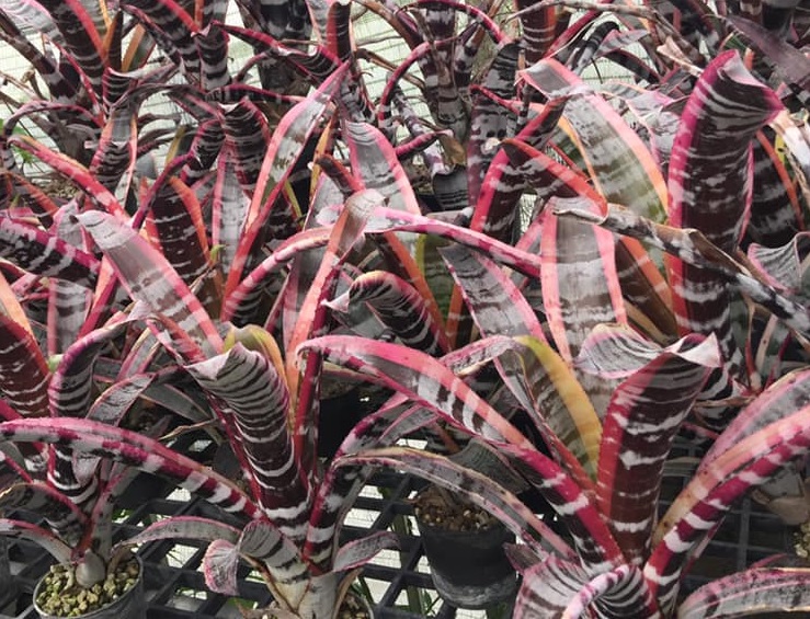 Aechmea 'Otto' - Forever Tropicals Aechmea 'Otto' - Forever Tropicals