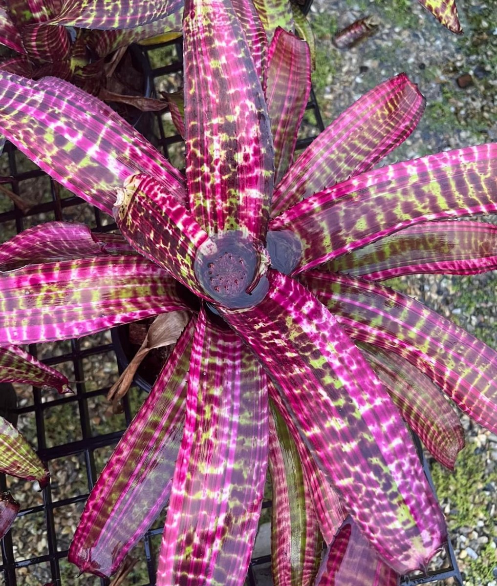 Neoregelia 'Hot Barrel' (albo) - Forever Tropicals
