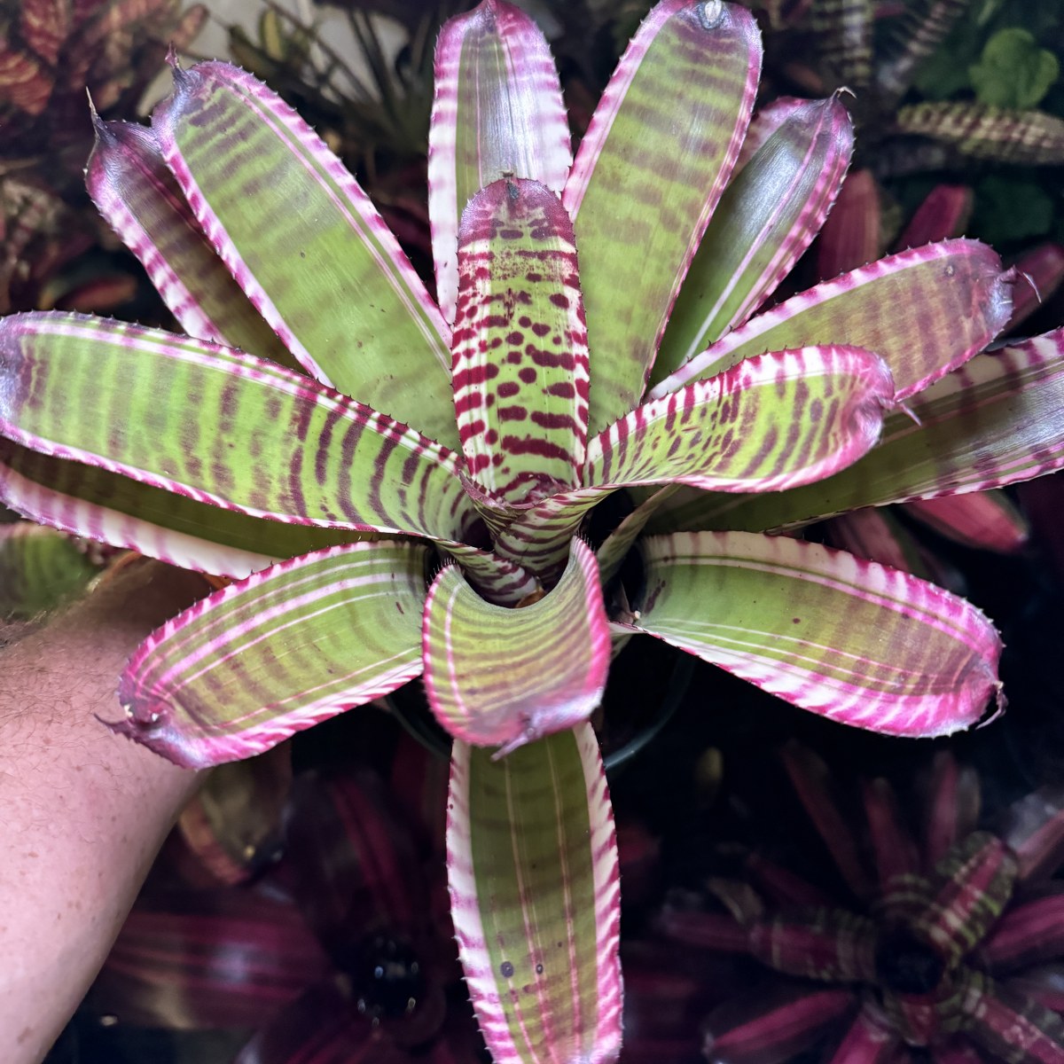 Neoregelia 'Storm Blade' - Forever Tropicals