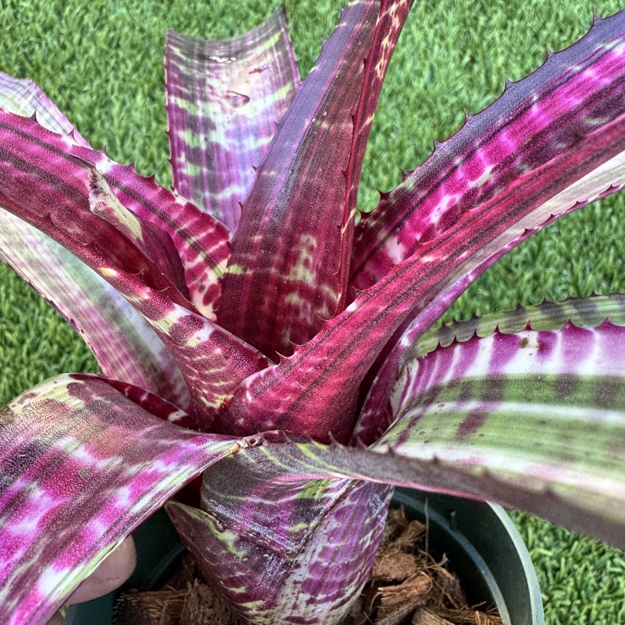 Neoregelia 'Snake Charmer'〔ネオレゲリア〕N0645 Neoregelia 'Snake Charmer'〔ネオレゲリア〕N0645
