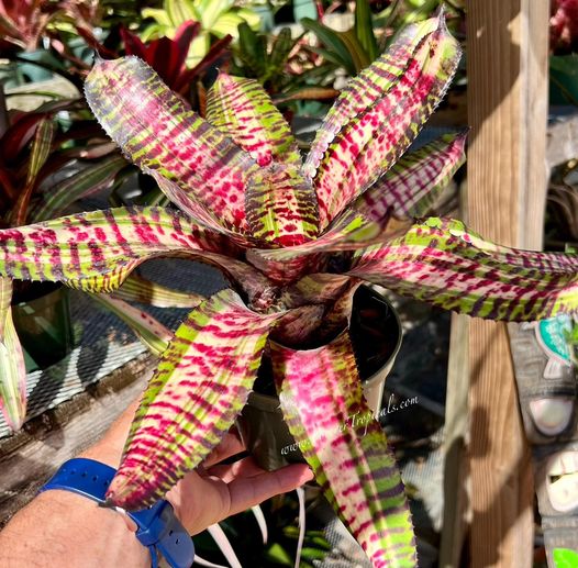 Neoregelia 'Pizzazz' - Forever Tropicals