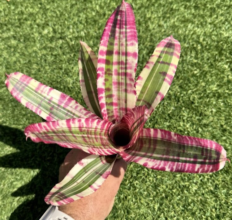 ブロメリア・エアープランツ Neoregelia Sun Fine Tiger Neoregelia Sun Fine Tiger ブロメリア・エアープランツ