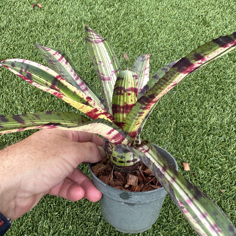 Neoregelia Optimus Prime　ネオレゲリア　タンクブロメリア 送料無料】Neoregelia 'Optimus Prime'〔ネオレゲリア〕現品発送