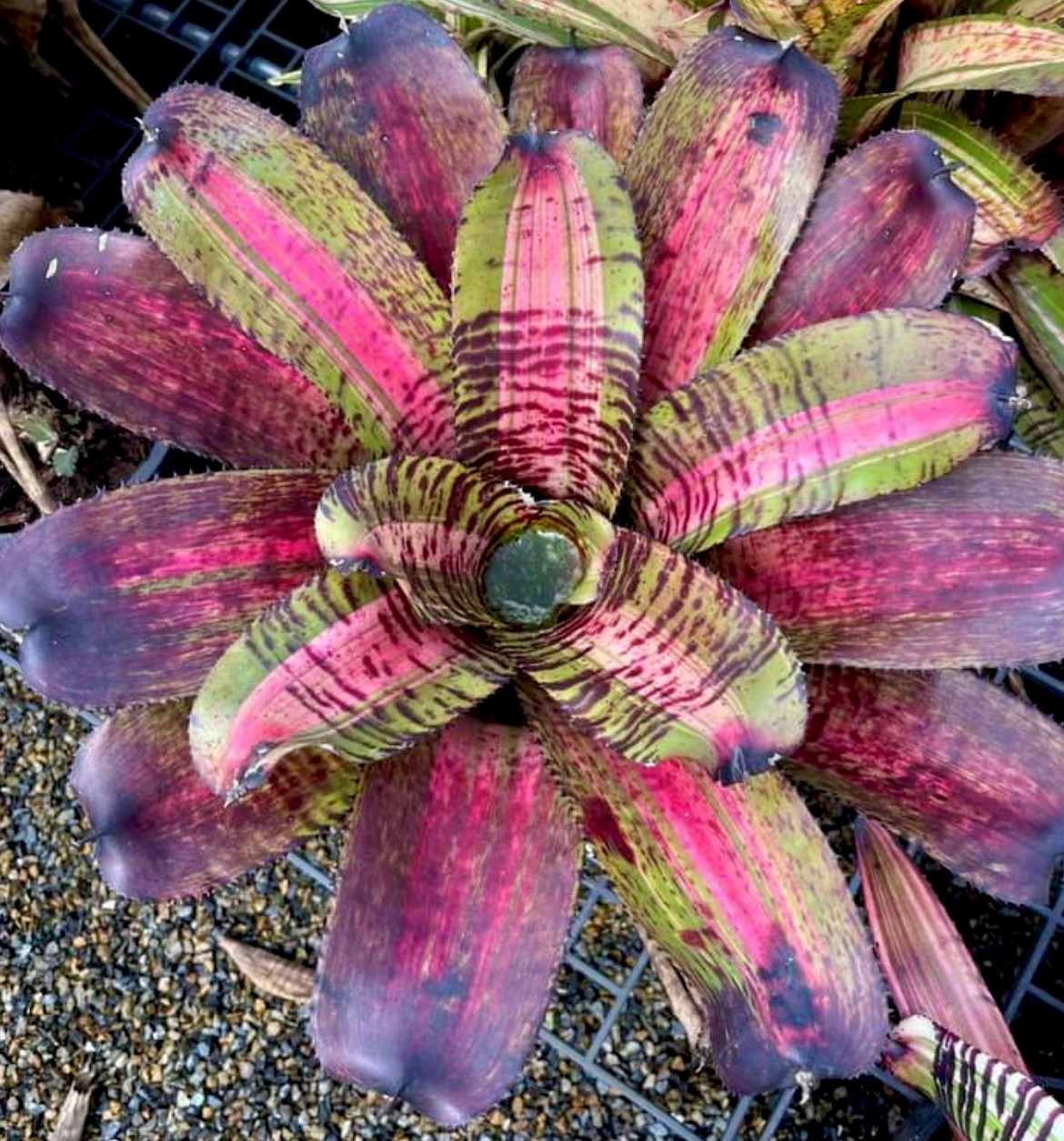 ネオレゲリア ノーマン・ベイツ Neoregelia Norman Bates - メルカリ
