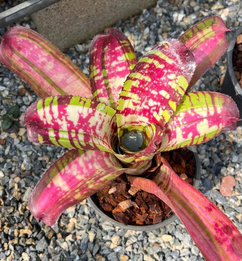ブロメリア　neoregelia sunfire pheasant Neoregelia 'Adrenaline x Sunfire Pheasant' - Forever Tropicals