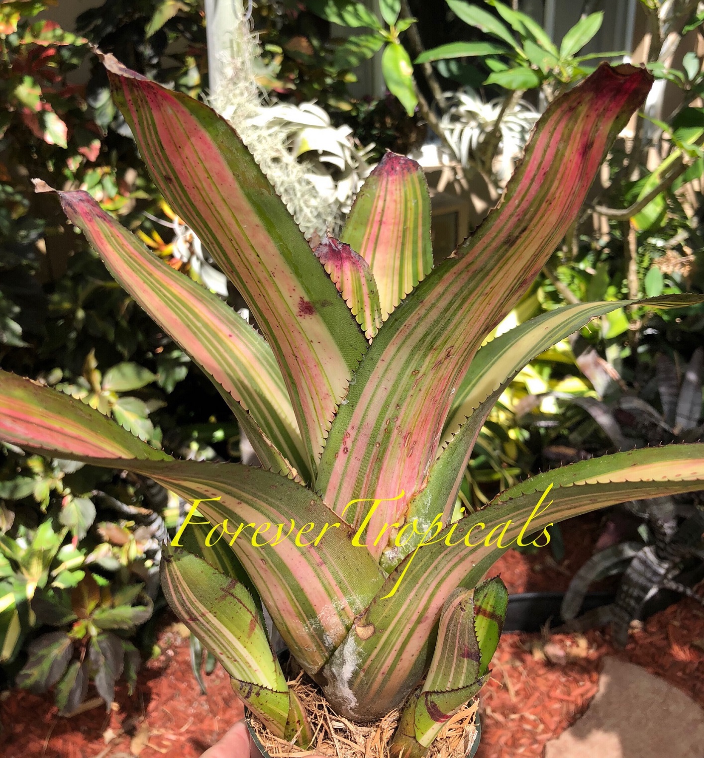 ブロメリア　neoregelia carcharodon rainbow Neoregelia carcharodon 'Skotak's Rainbow' - Bromeliad Paradise