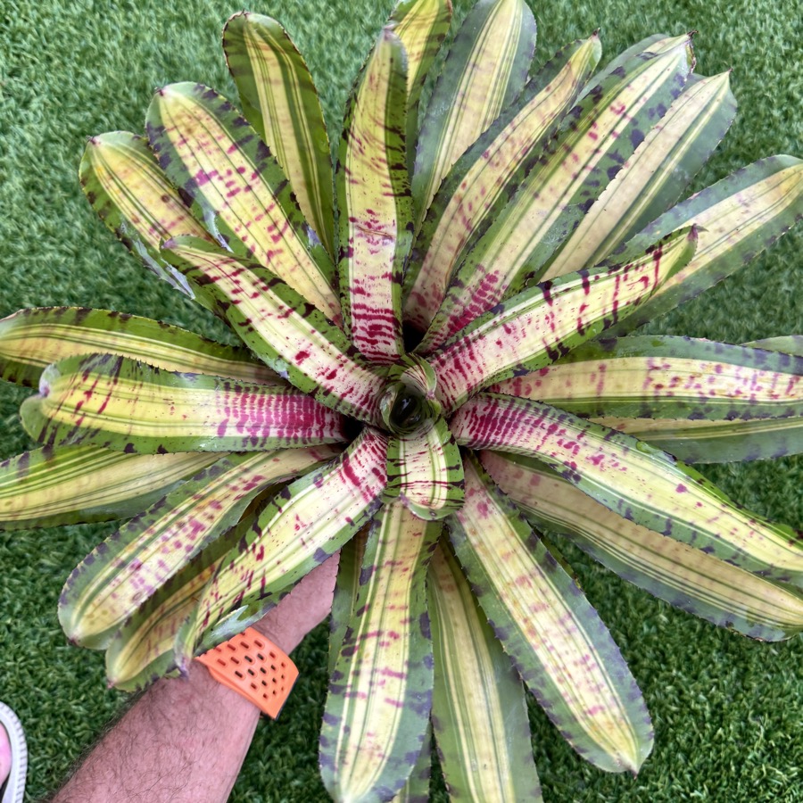 ブロメリア・エアープランツ Neoregelia Insane Albo Neoregelia Insane Albo