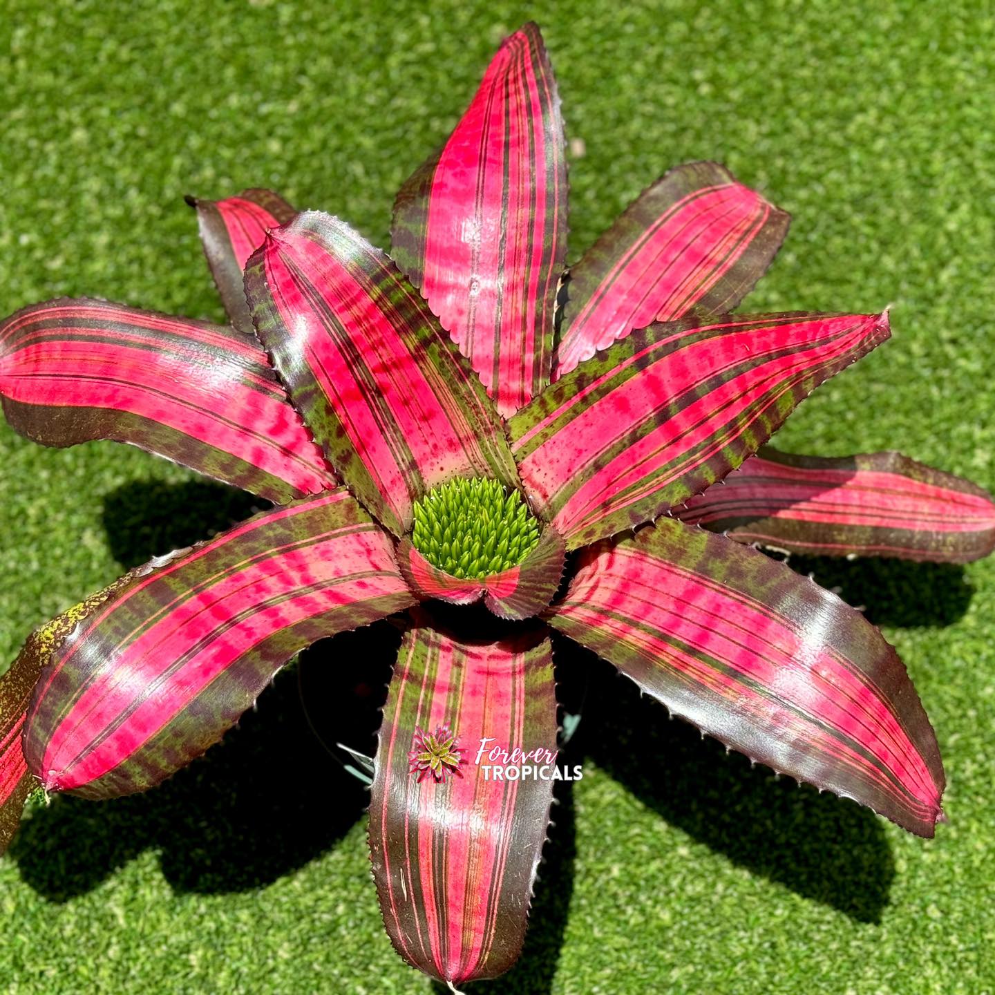 ブロメリア・エアープランツ Neoregelia Super Charged ブロメリア・エアープランツ Neoregelia Super Charged ブロメリア