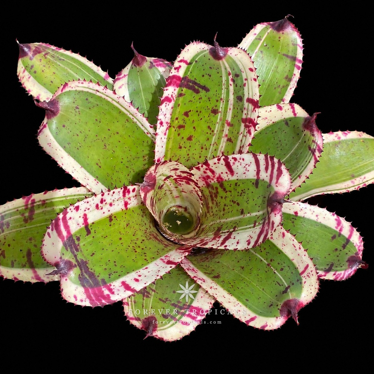 ブロメリア・エアープランツ Neoregelia White Warker Neoregelia 'White Walker' Albo - Forever Tropicals