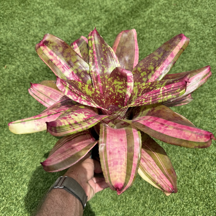 Neoregelia 'Just Lynn x Snake Charmer x Sunfire HB' - Forever