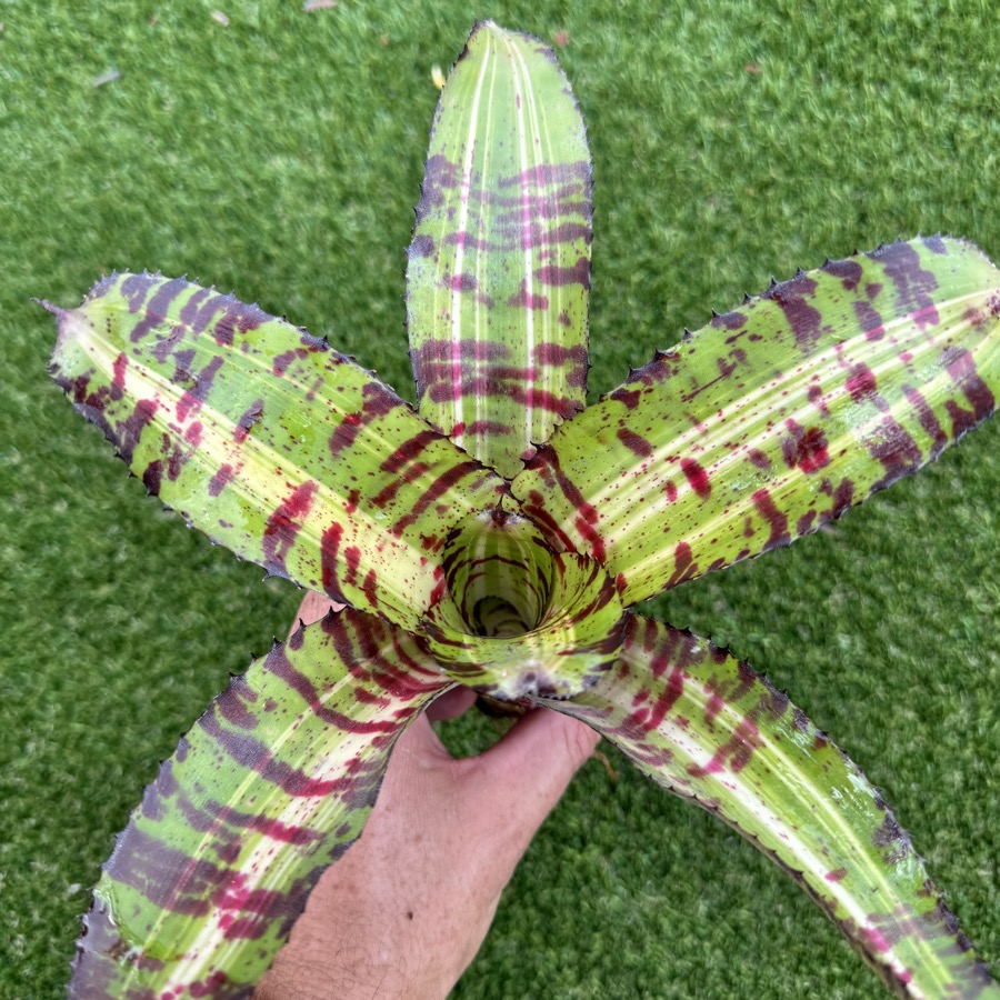 Neoregelia Black Opal ブロメリア・エアープランツ