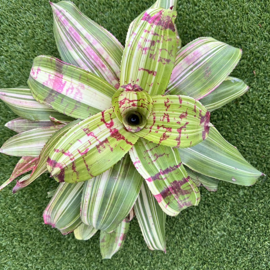 Neoregelia Snake Charmer No variegated Variegated Snake Plant