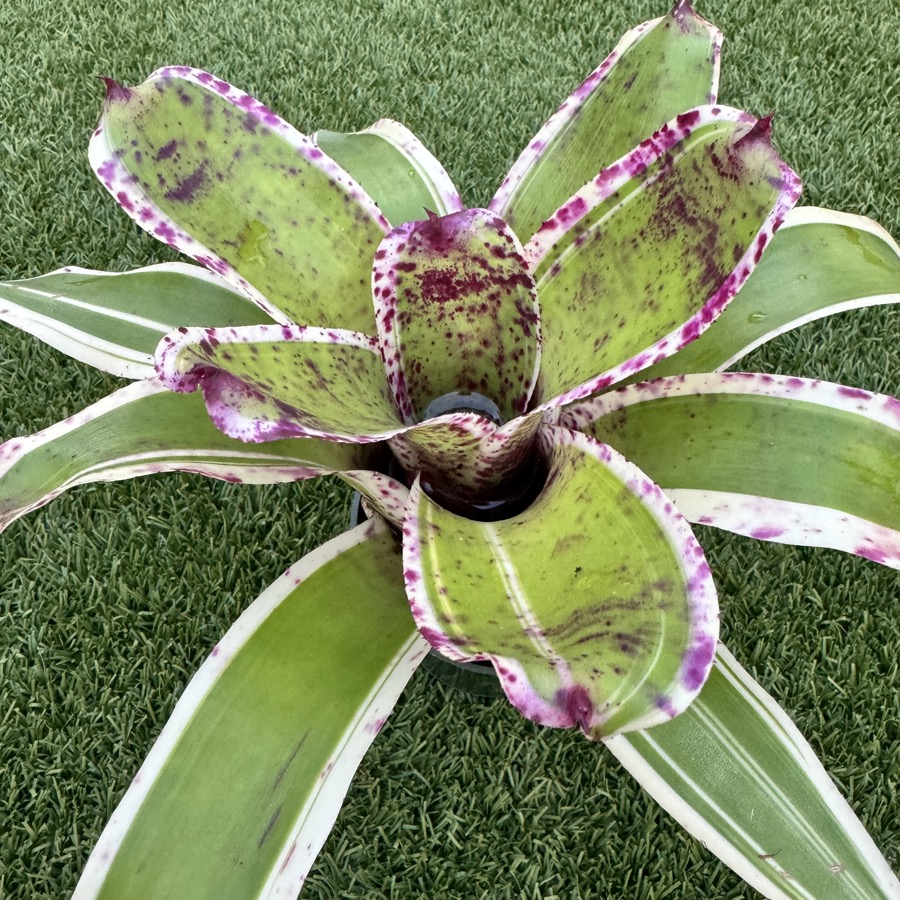 Neoregelia 'Blueberry Bombshell' - Forever Tropicals