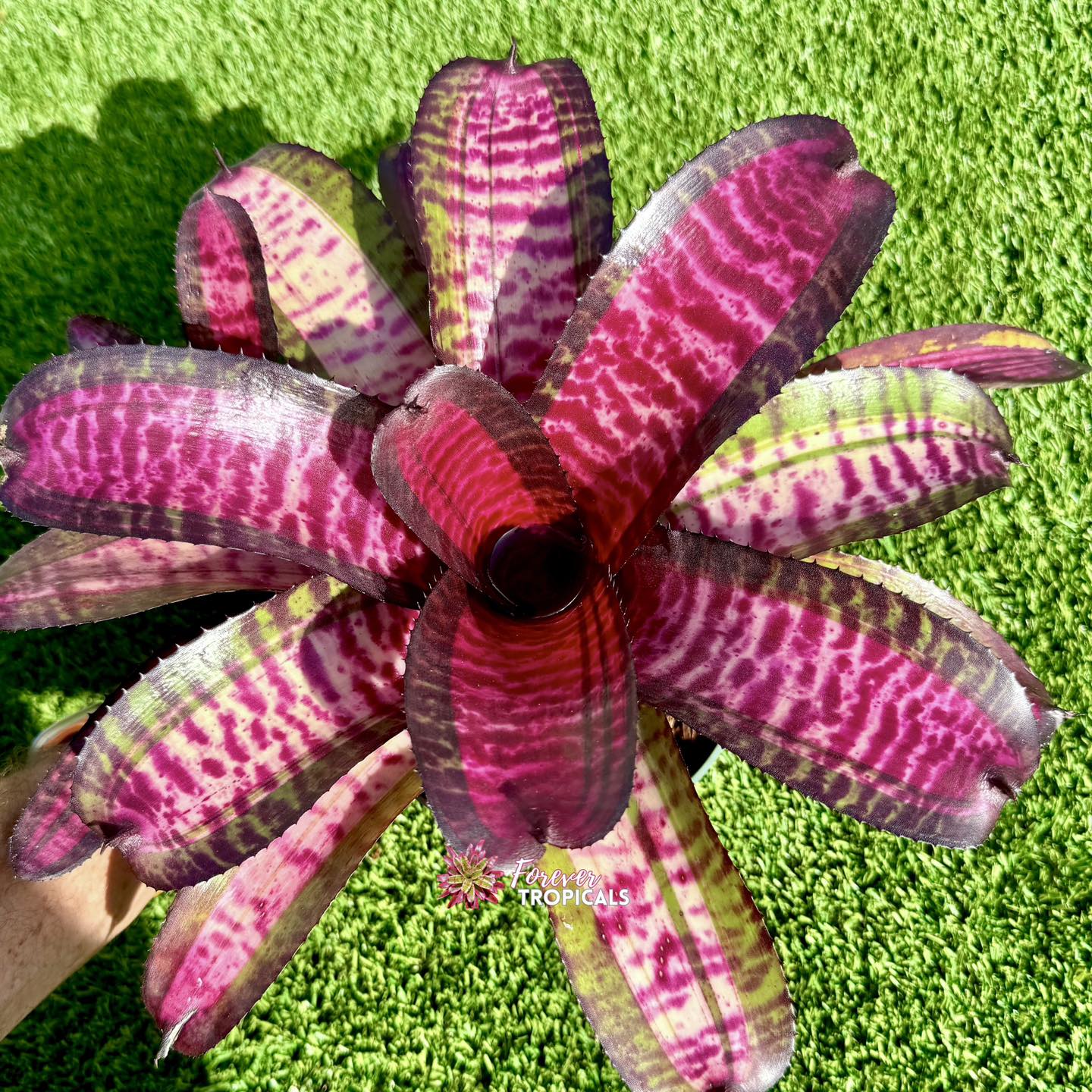 Neoregelia 'Tiger Fever' - Forever Tropicals