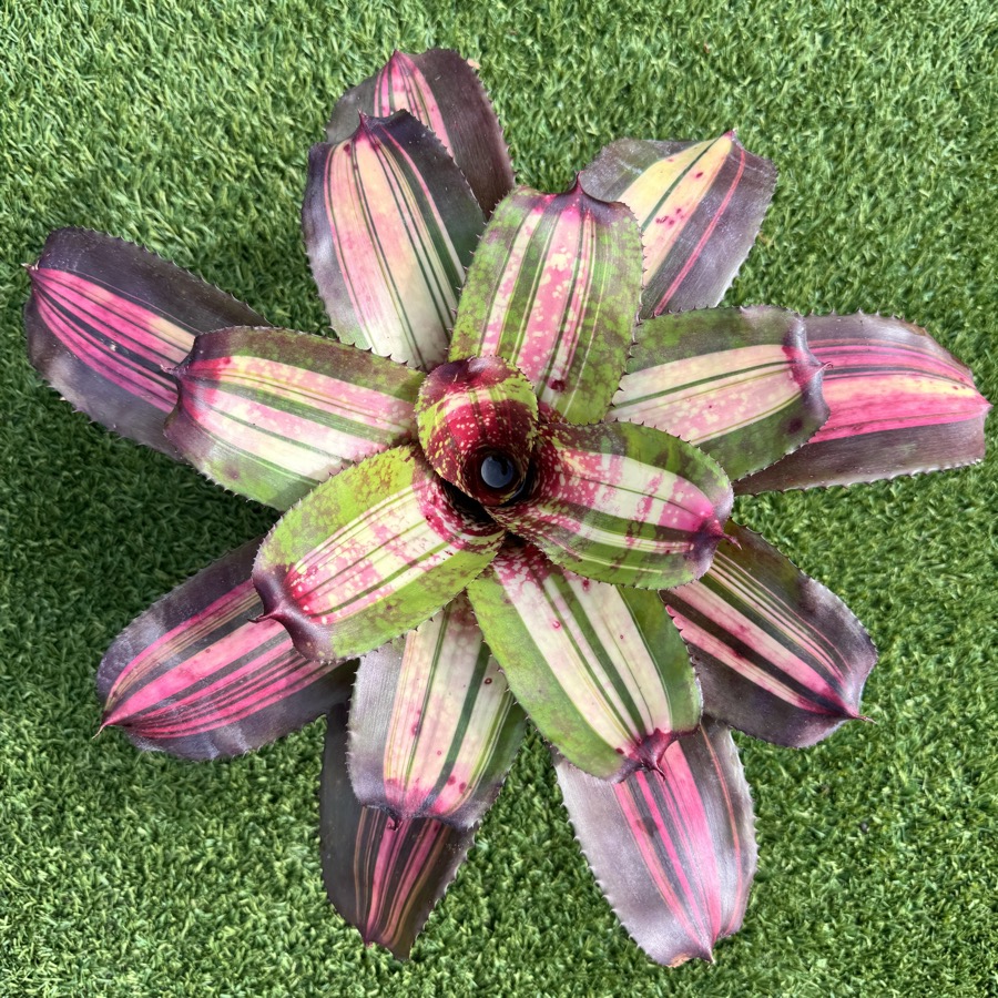 Neoregelia 'Monkey Boy x Sunfire HB' - Forever Tropicals
