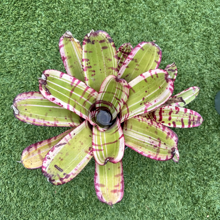 Neoregelia 'Fruit Stripe x Blushing Tiger' (Otto) - Forever