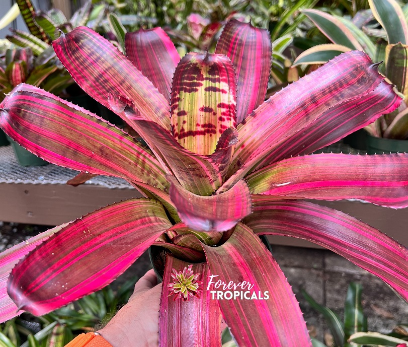 Neoregelia 'Adrenaline x Tiger' - Forever Tropicals