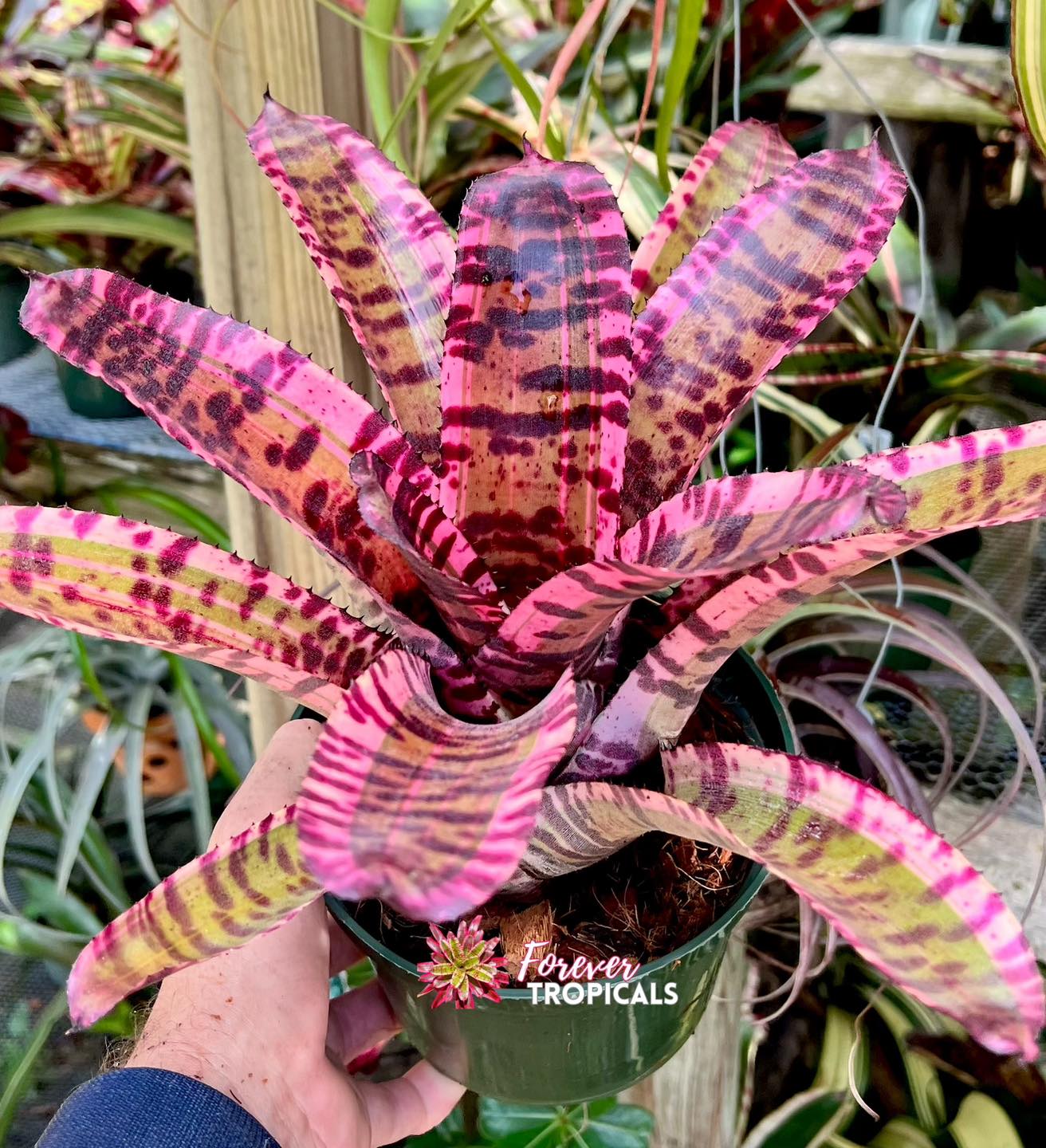 ブロメリア・エアープランツ Neoregelia Groves Red Tiger variegated Neoregelia 'Grove's Red Tiger' – bromeliad.com