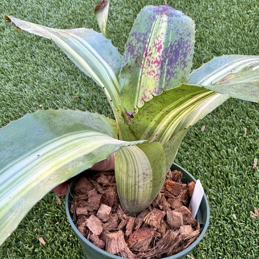 レスリー・セイヤー ネクタリンフロムザガーデン　17/21 Neoregelia 'Brock Lesnar' - Forever Tropicals