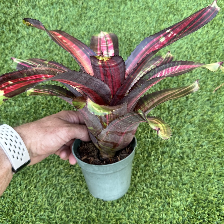 ブロメリア・エアープランツ Neoregelia Strawberry Roan Neoregelia 'Strawberry Roan' (1 juvenile specimen available