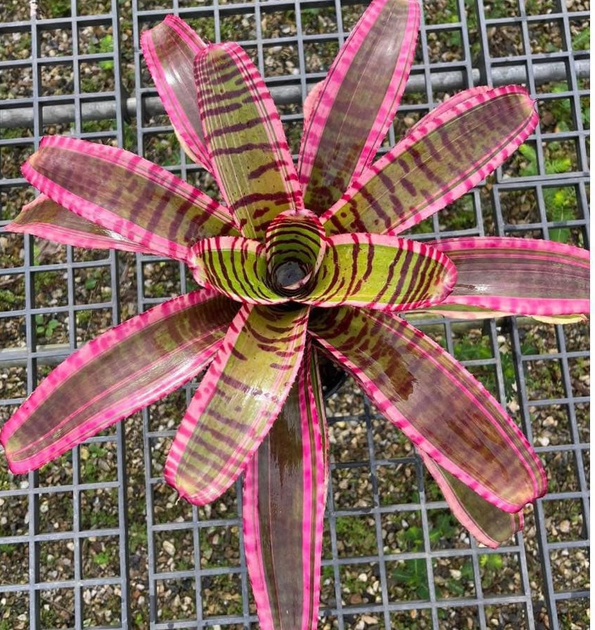 Neoregelia 'Pink Leopard' - Forever Tropicals