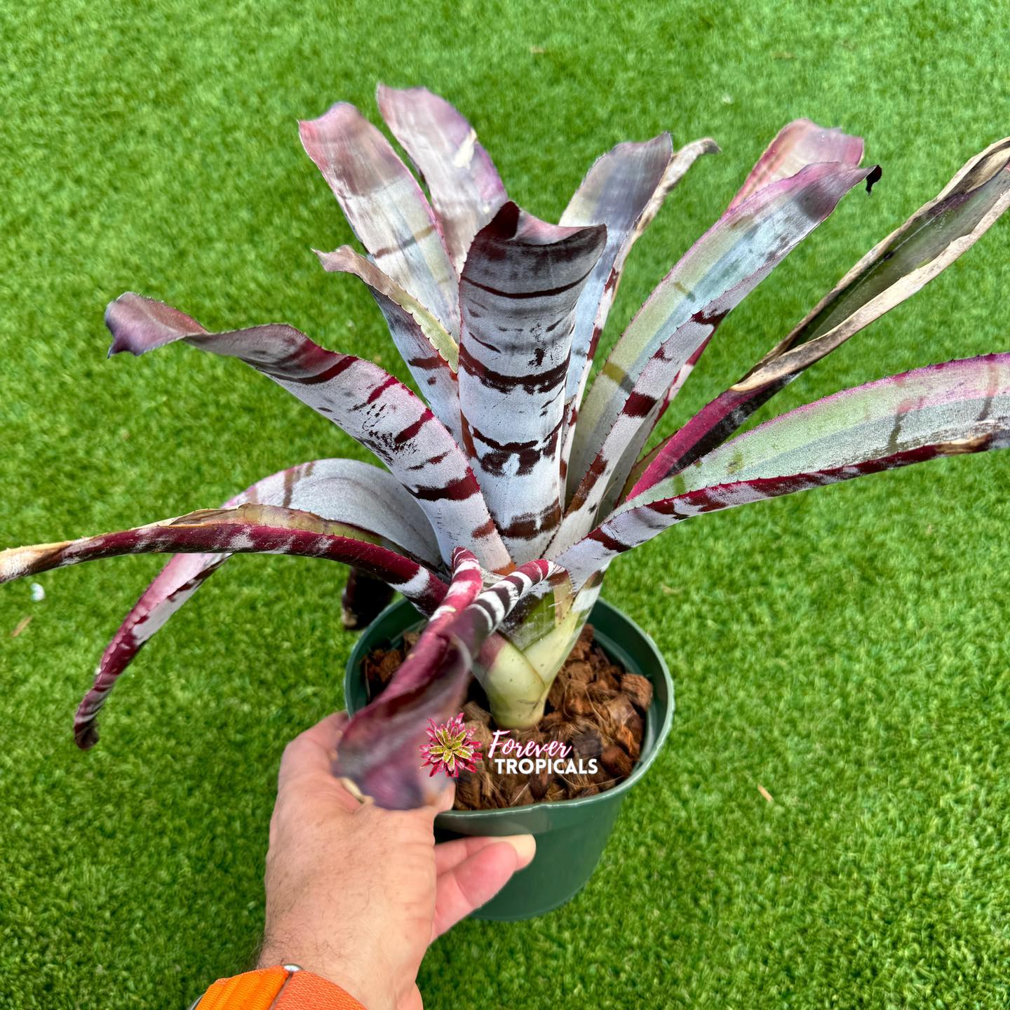 ブロメリア・エアープランツ Aechmea Otto Aechmea 'Otto' - Forever Tropicals