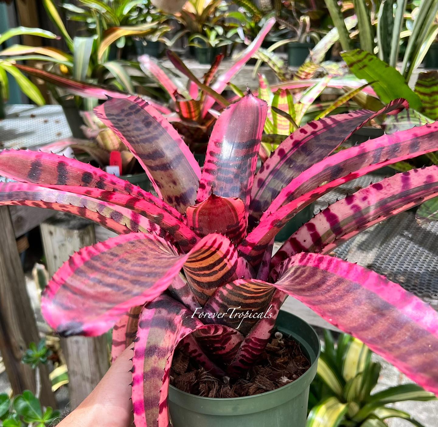 ブロメリア・エアープランツ Neoregelia Strike Force Neoregelia 'Strike Force' - Forever Tropicals