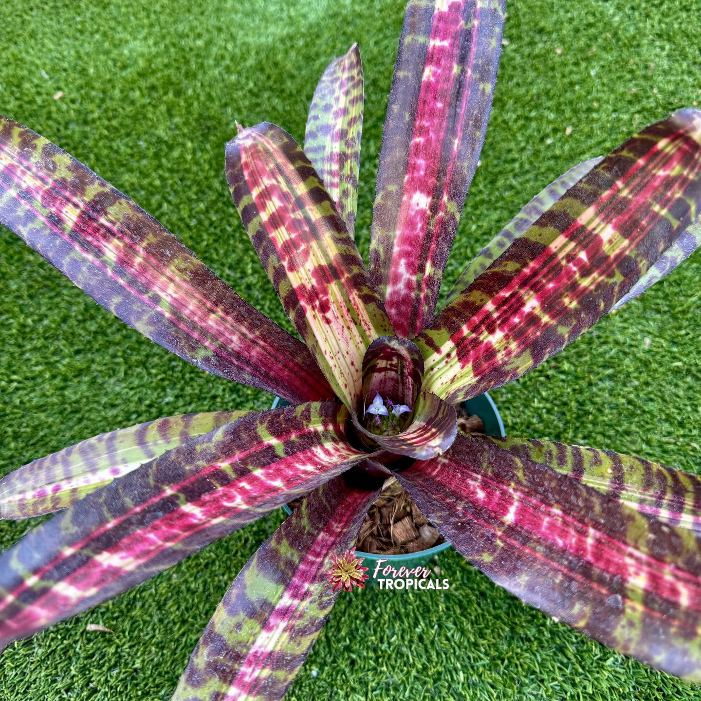 Neoregelia 'Venom Pressure' - Forever Tropicals
