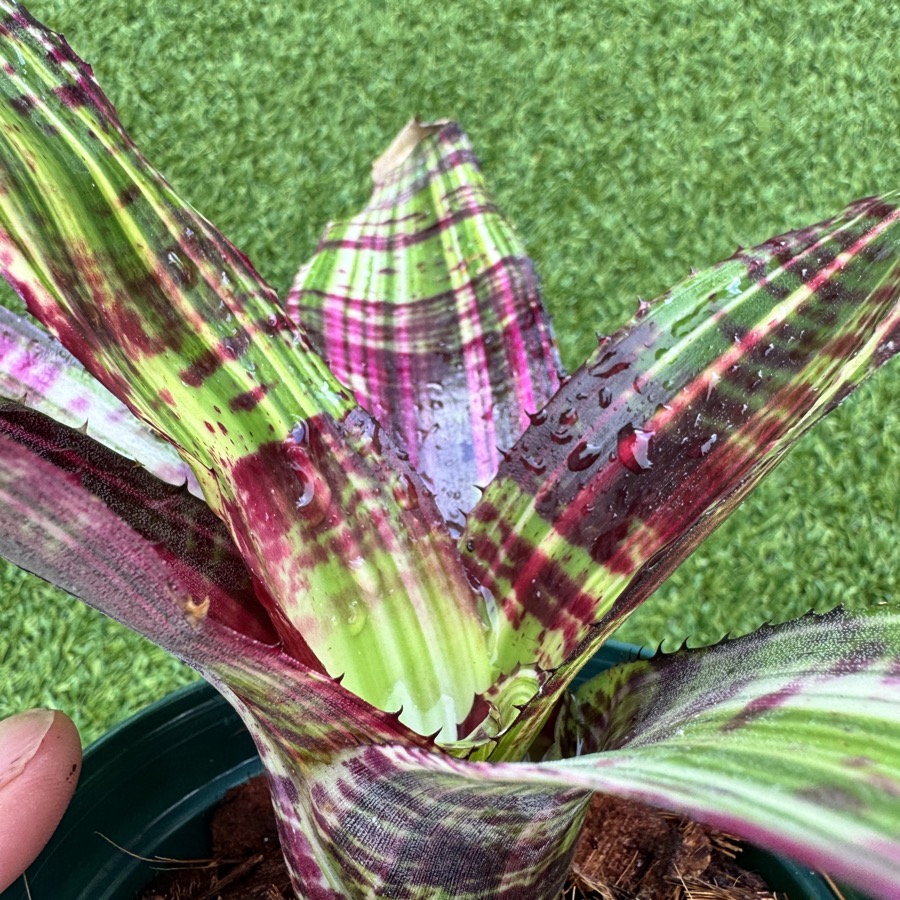 Neoregelia Snake Charmer No variegated