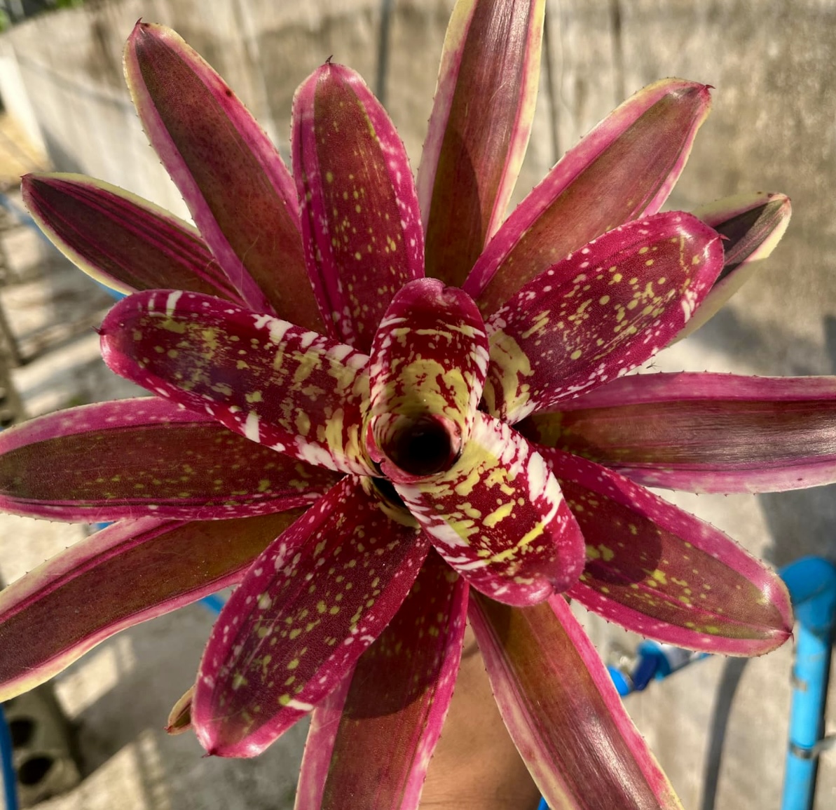 Neoregelia 'Red Booster' - Forever Tropicals