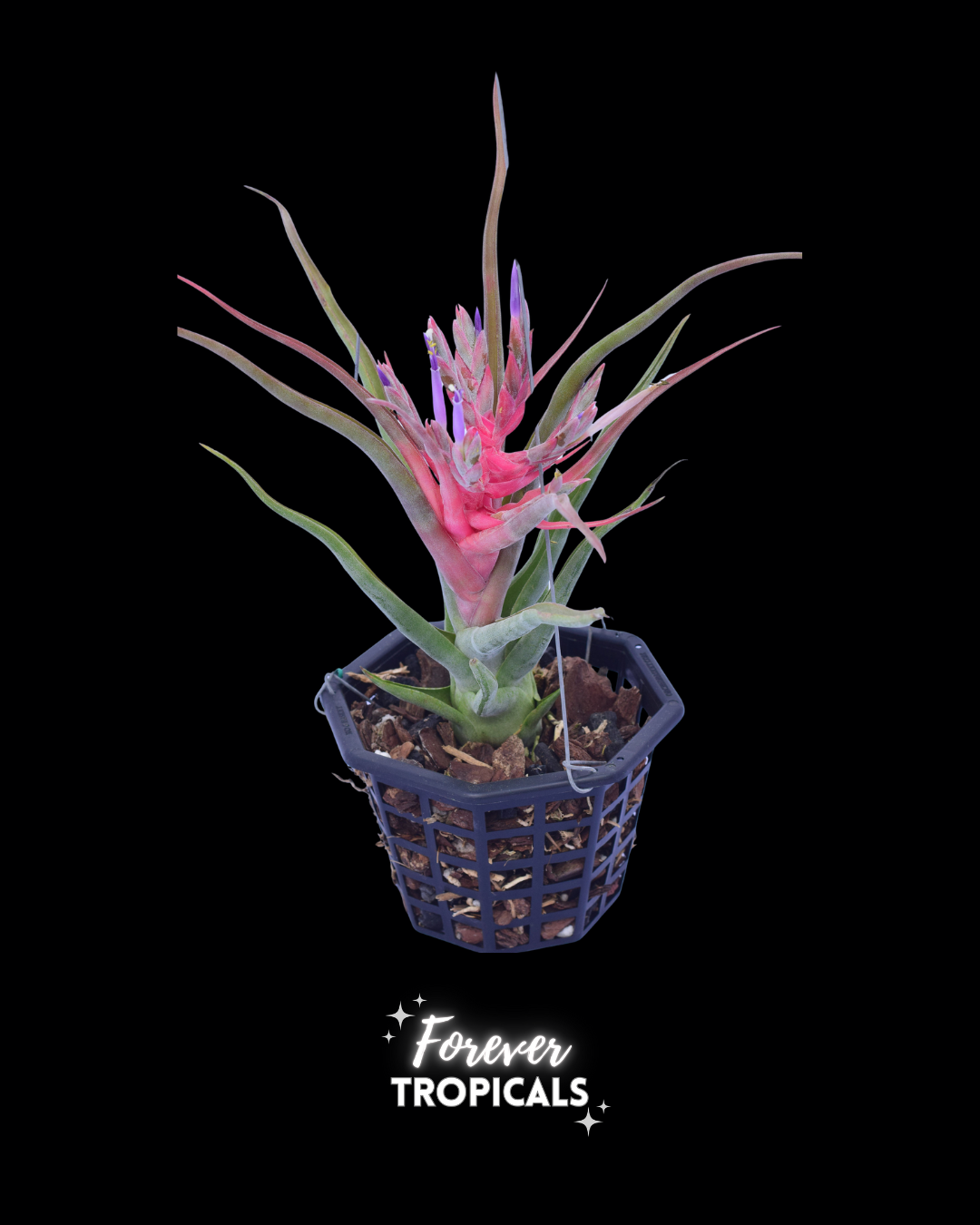 Tillandsia 'T-Rex' - Forever Tropicals