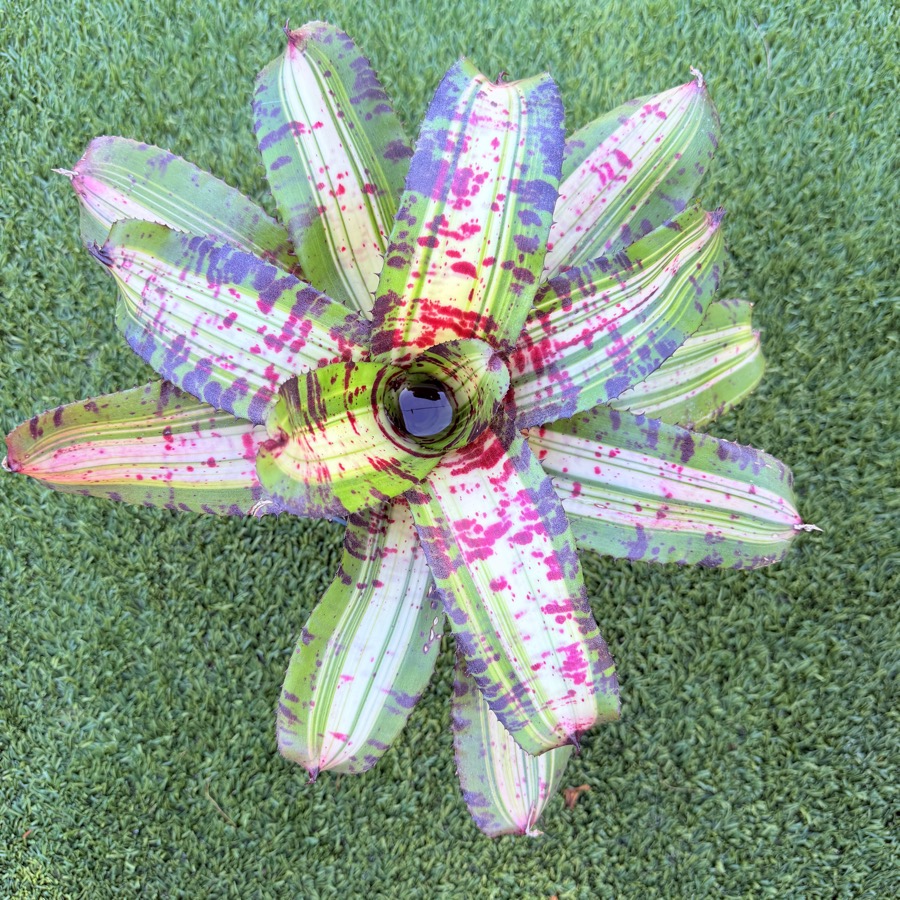 Neoregelia 'Rainbow x Star Trek' - Forever Tropicals