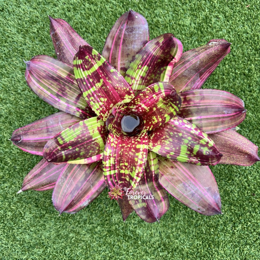 Neoregelia 'Sunfire Dazzle' - Forever Tropicals