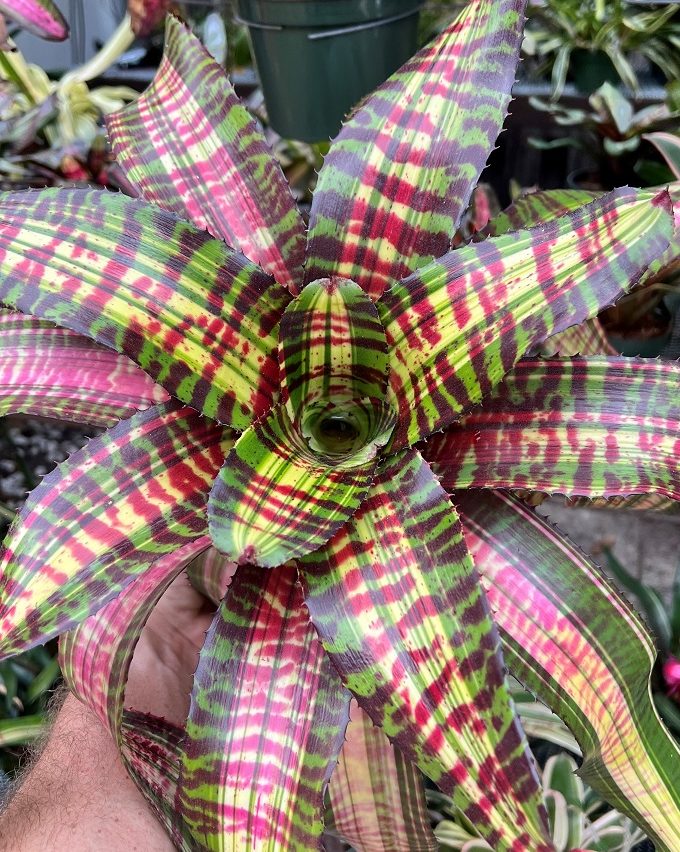 Ghost Rider Flower Neoregelia ‘Ghost Rider’ - Forever Tropicals