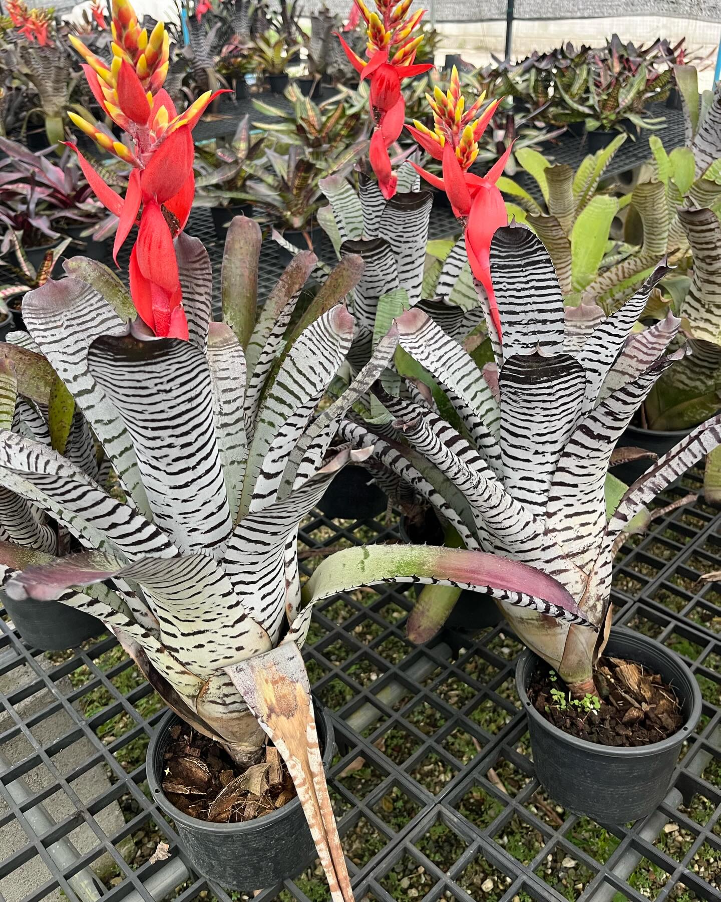 Aechmea 'White Dragon' - Forever Tropicals