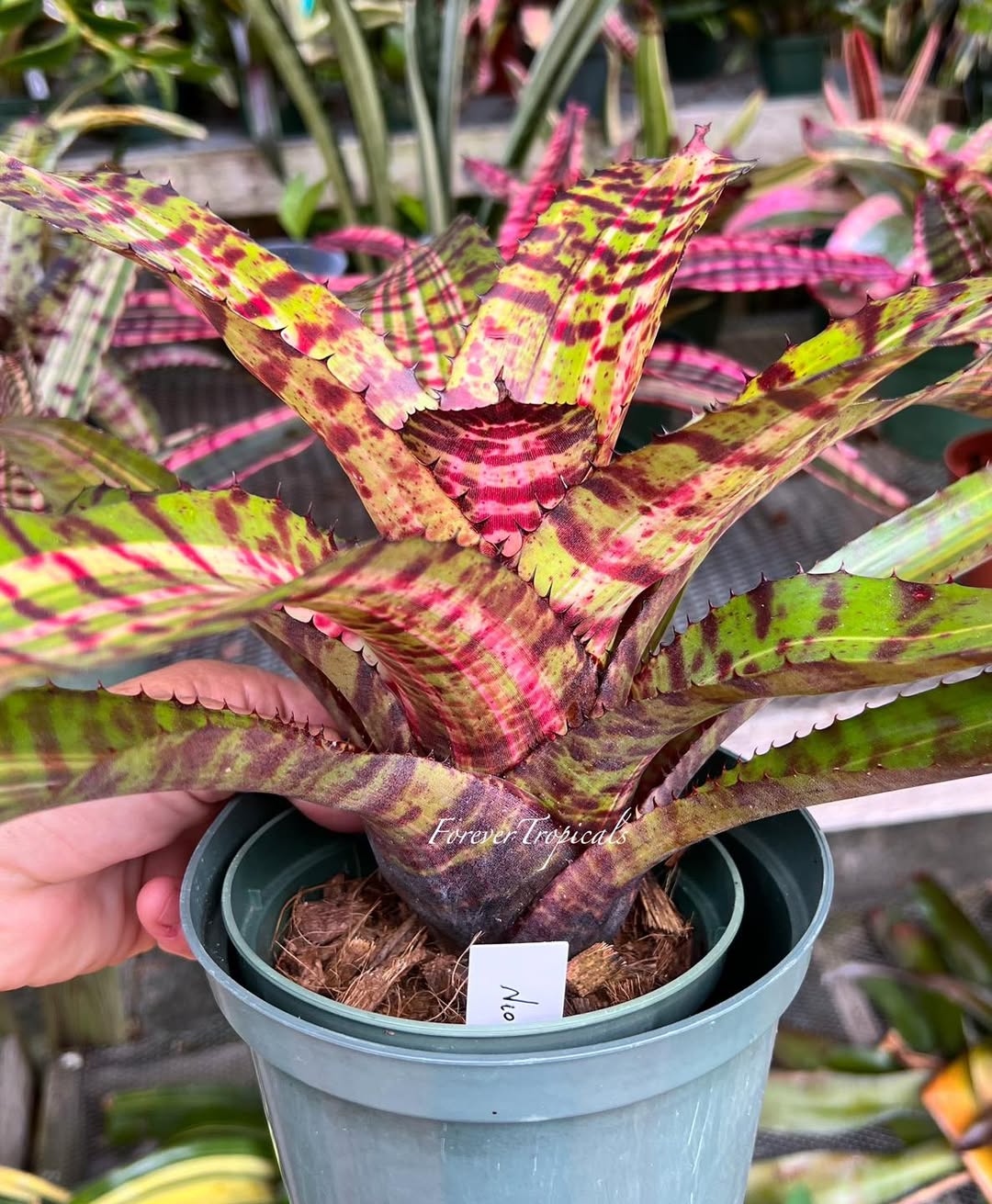 ブロメリア・エアープランツ Neoregelia Hyena Neoregelia 'Hyena' - Forever Tropicals