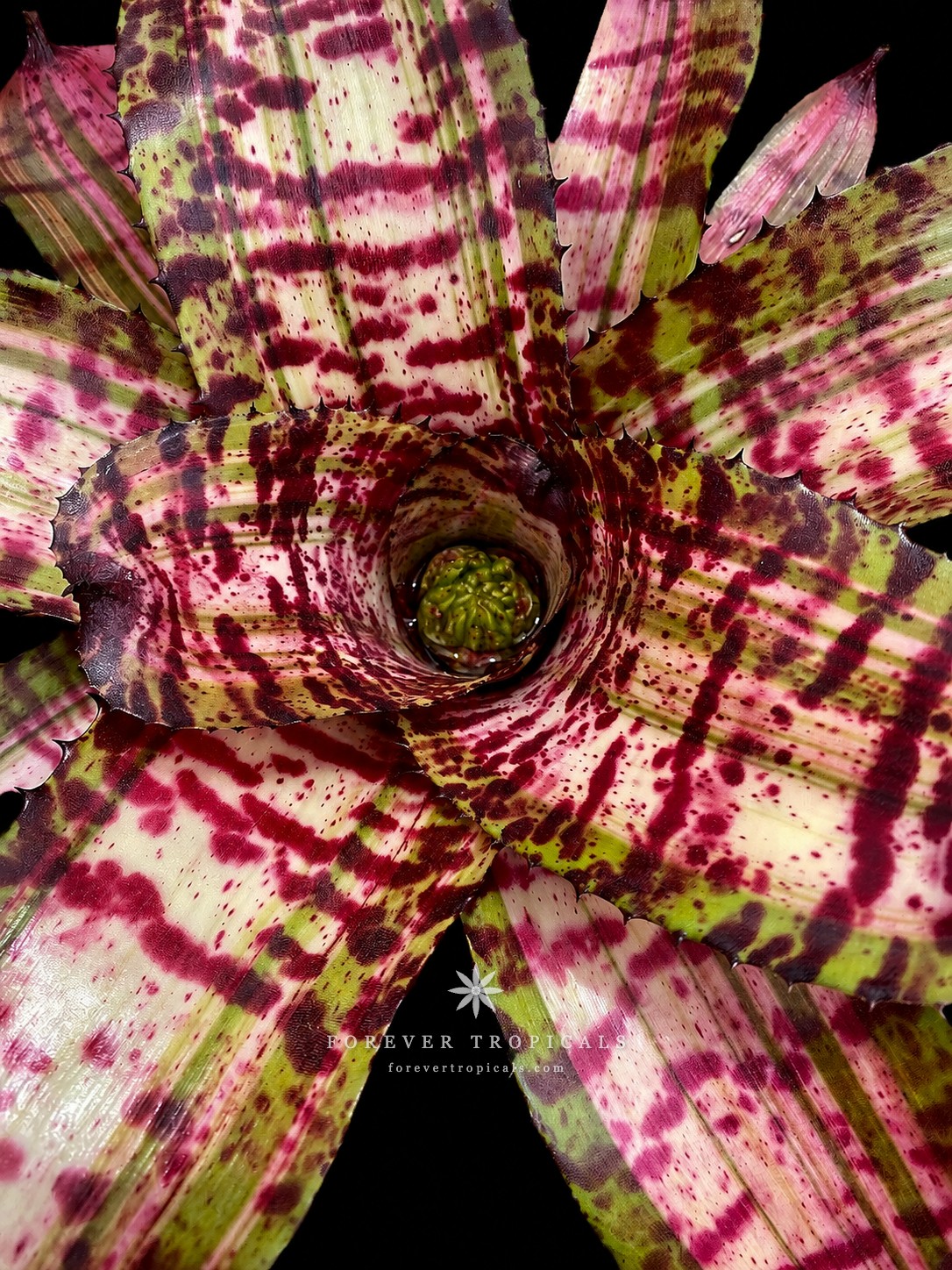 Neoregelia 'Hyena' - Forever Tropicals