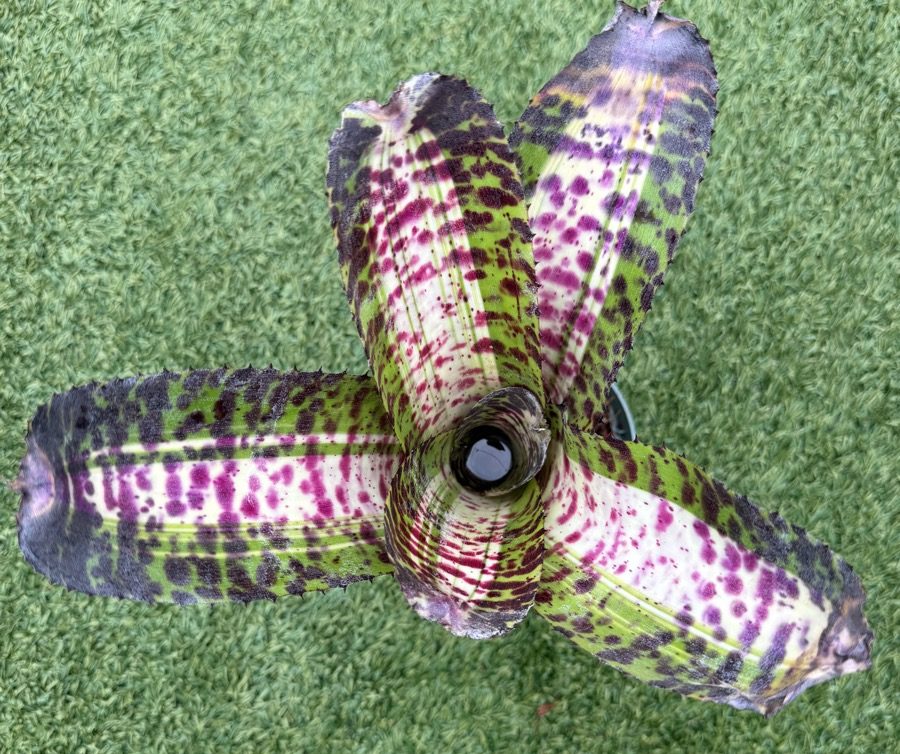 Neoregelia 'Adrenaline x Black Opal' - Forever Tropicals