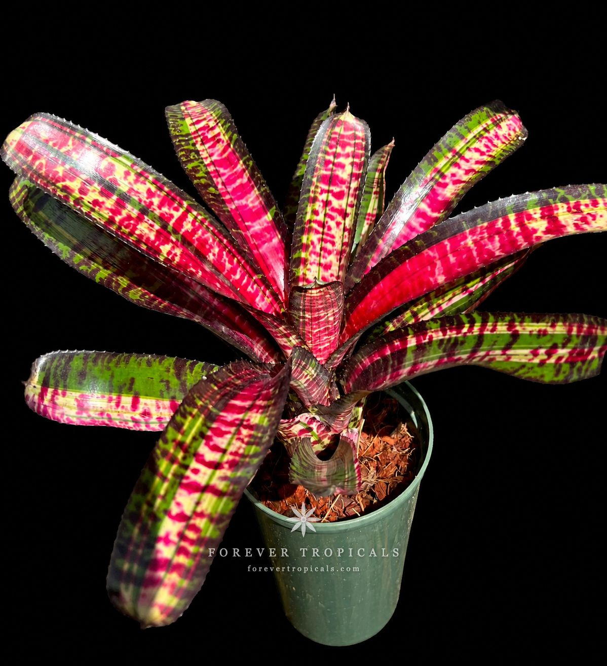 ブロメリア・エアープランツ Neoregelia Lucifer Variegated Neoregelia 'Lucifer' variegated - Forever Tropicals