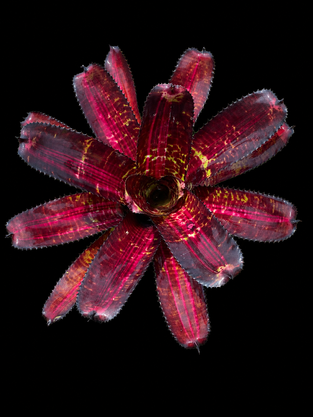Neoregelia 'Adrenaline x Highlander' - Forever Tropicals