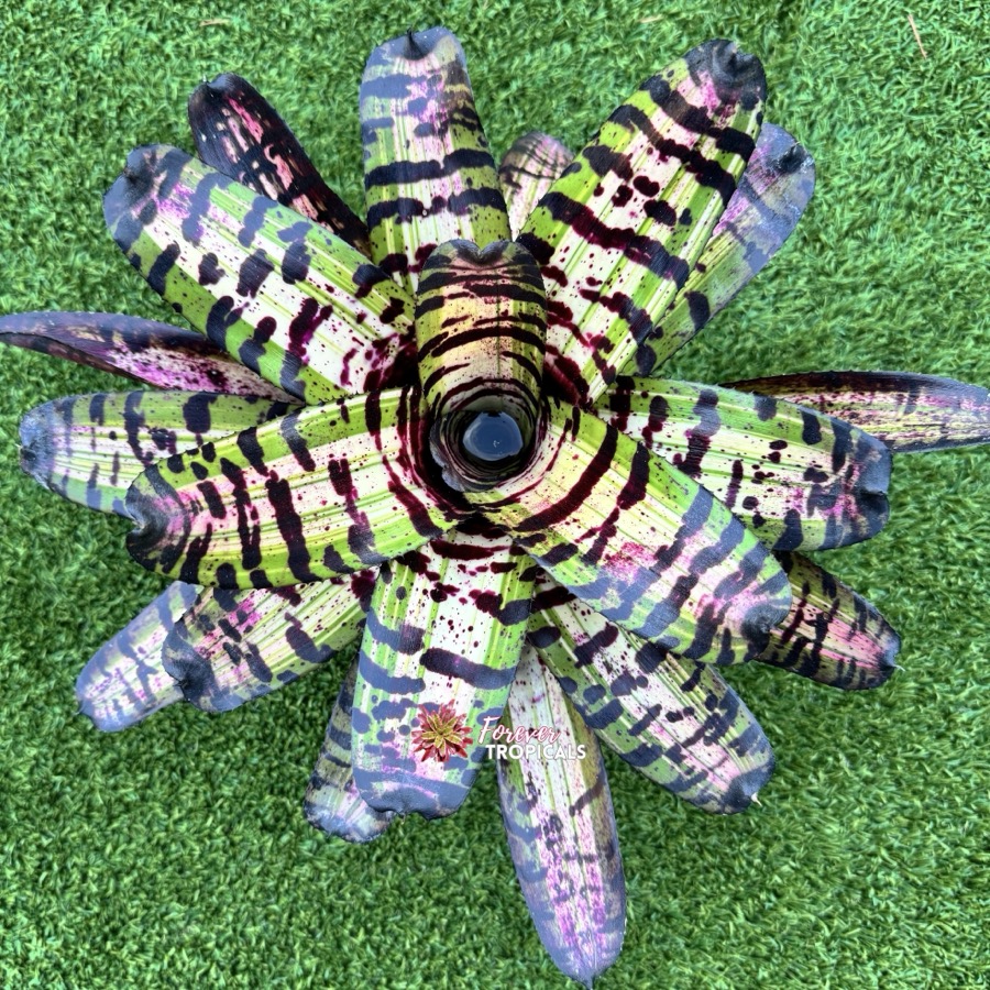 Featured rare bromeliad