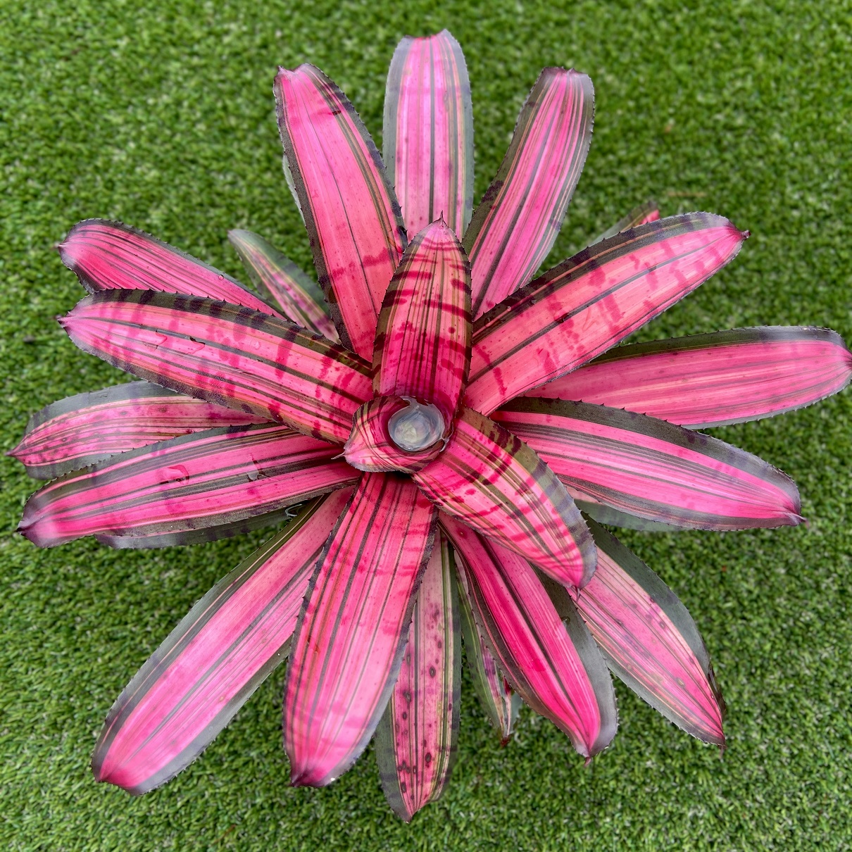 Featured rare bromeliad
