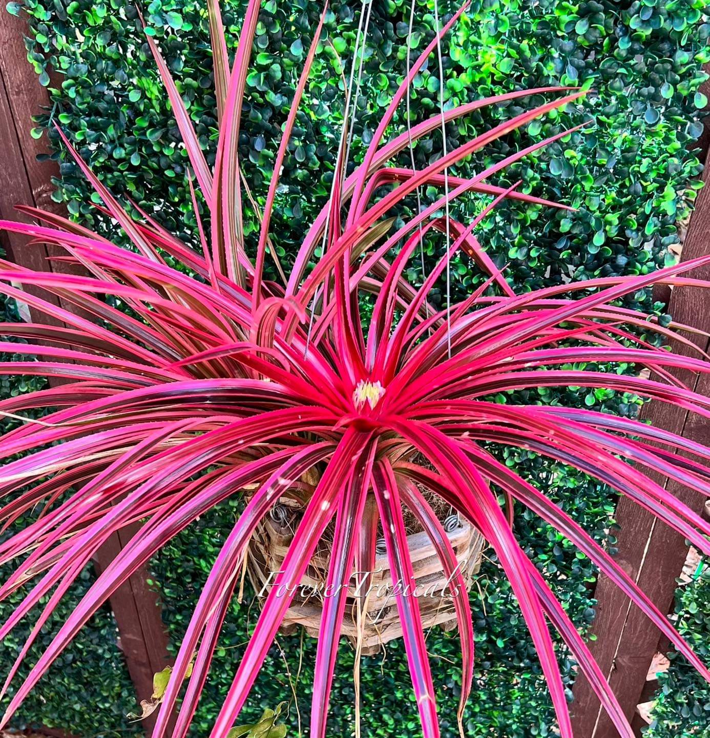 Featured rare bromeliad