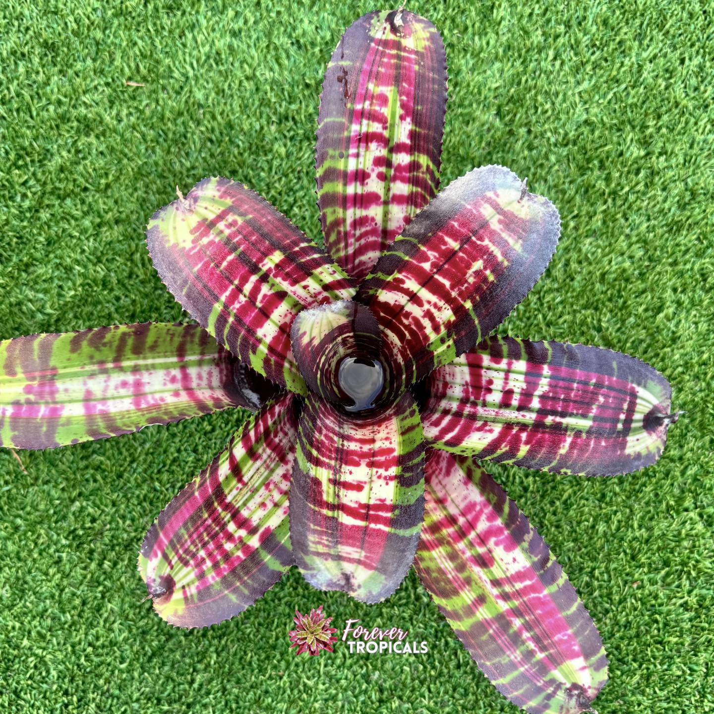 Featured rare bromeliad