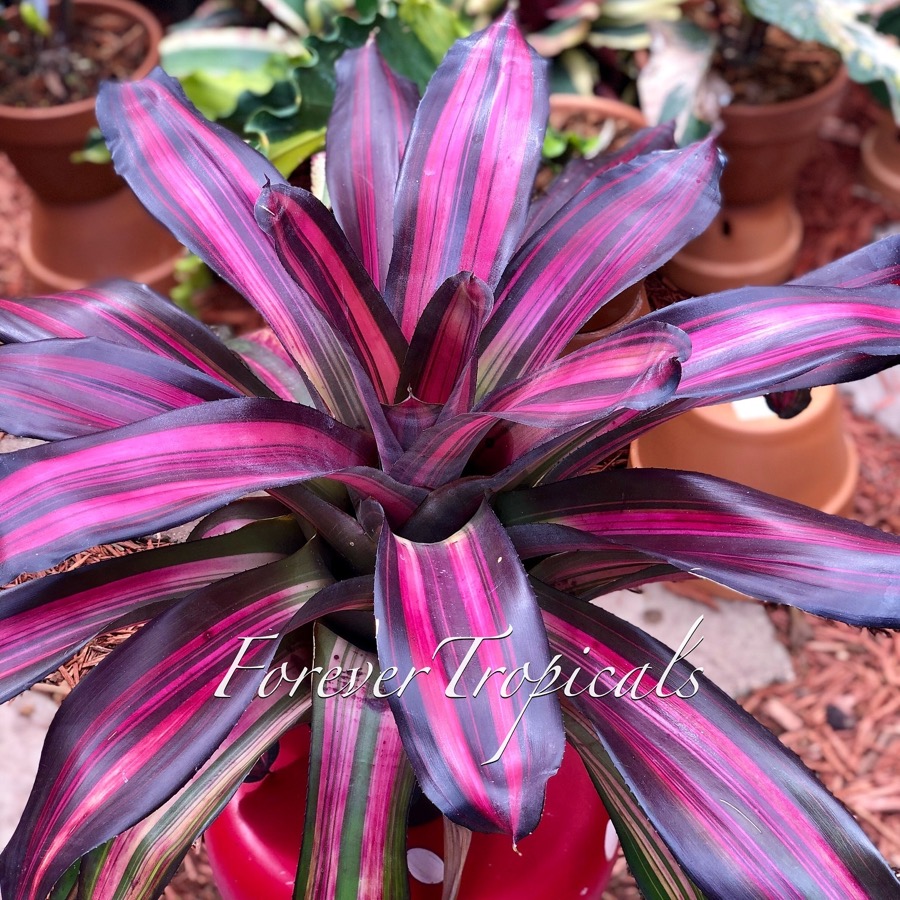 Featured rare bromeliad
