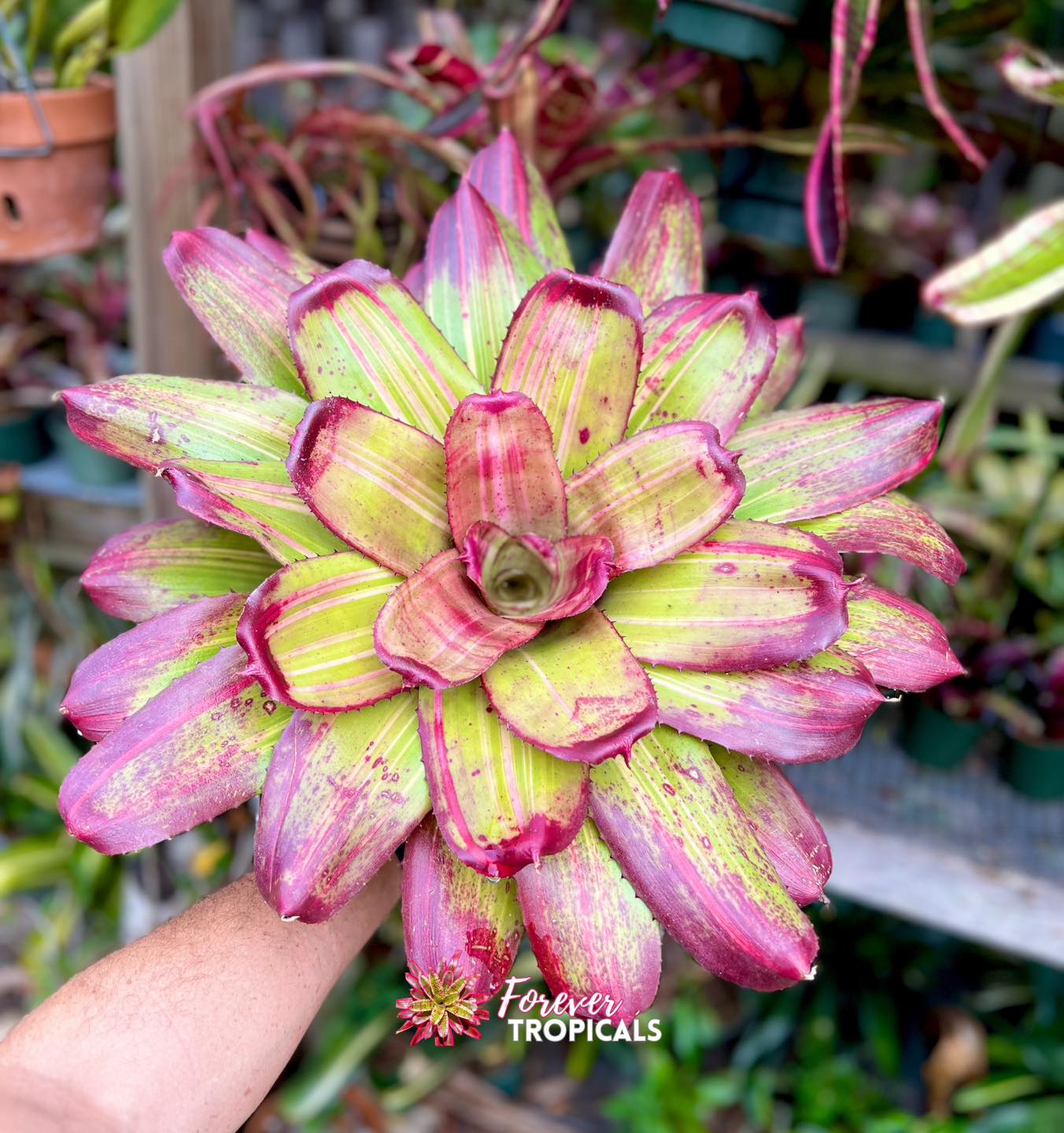 Featured rare bromeliad