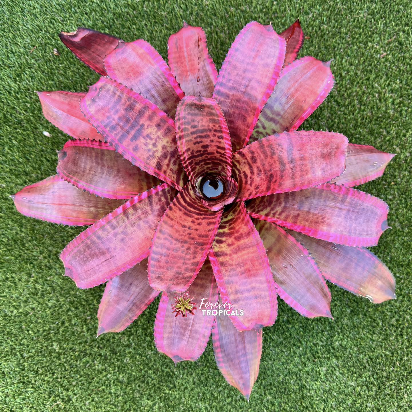 Featured rare bromeliad