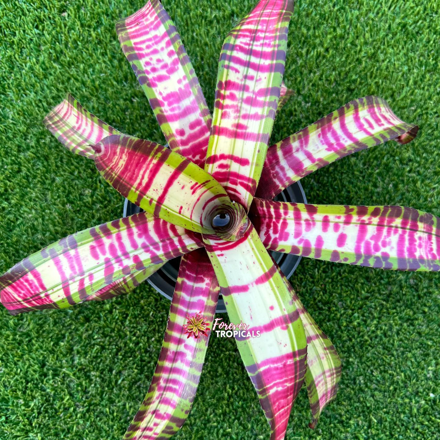 Featured rare bromeliad
